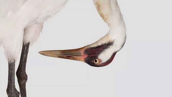 Sếu Mỹ - Ảnh: Joel Sartore/Getty Images