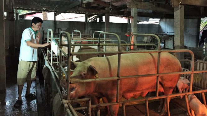 Ông Nguyễn Văn Bé Chín – tổ phó Tổ hợp tác chăn nuôi heo Phước Sang (xã Cẩm Sơn, huyện Mỏ Cày Nam, tỉnh Bến Tre) bên đàn heo con khoảng 100 con, mỗi con có giá trên 1 triệu đồng. - Ảnh: MẬU TRƯỜNG