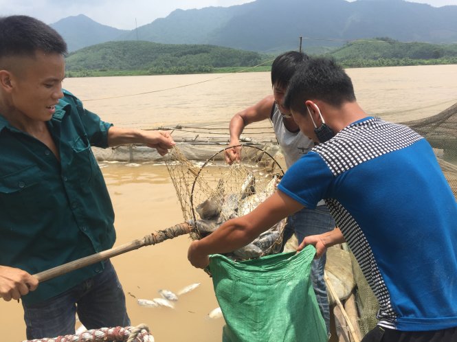 Cá chết được vớt từng bao tải, sau đó chở lên bờ bán cho thương lái với giá rẻ mạt - ẢNH: Lâm Hoài
