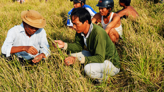 Nông dân Kiên Giang chịu thiệt hại nặng nề trong đợt hạn hán lịch sử năm 2015-2016 - Ảnh: K.NAM