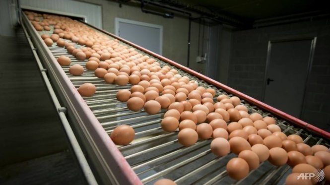 Bỉ thừa nhận đã biết về nhiễm độc fipronil từ tháng 6 nhưng giữ im lặng vì một cuộc điều tra liên quan đến bê bối này - Ảnh: AFP