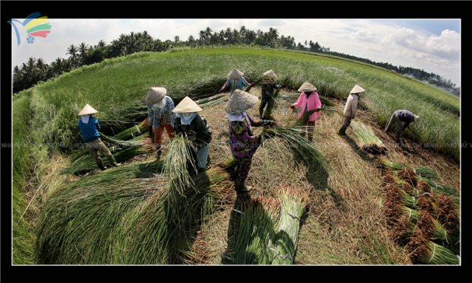 Một tác phẩm gửi dự thi