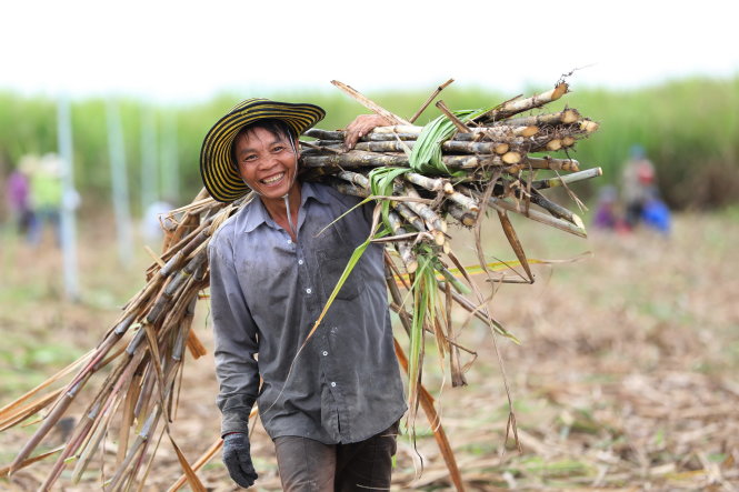 Niềm vui của công nhân trong ngày thu hoạch mía - Ảnh: HỮU KHOA