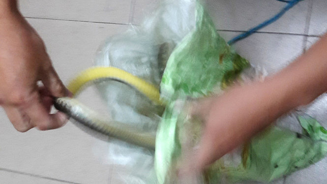 Bao rắn được nhét vào cửa một nhà cùng xóm - Ảnh nhà báo Hải Châu cung cấp