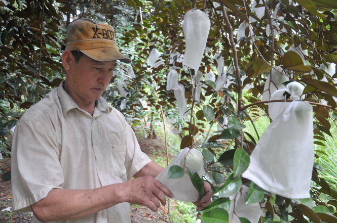 Nông dân Huỳnh Văn Thọ, ấp Nam, xã Long Hưng, huyện Châu Thành (Tiền Giang), bao trái vú sữa lò rèn phục vụ xuất khẩu sang Mỹ.-Ảnh: Thanh Tú