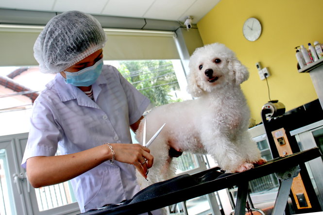 Một chú cún được đi chăm sóc “sắc đẹp”. -Ảnh: NGỌC HIỂN