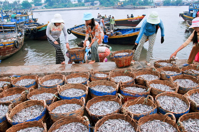 Cá cơm tại Bình Thuận sau khi đánh bắt ở biển sẽ được phân loại để làm nước mắm hoặc cá hấp. Ảnh: Ngô Đình Hòa