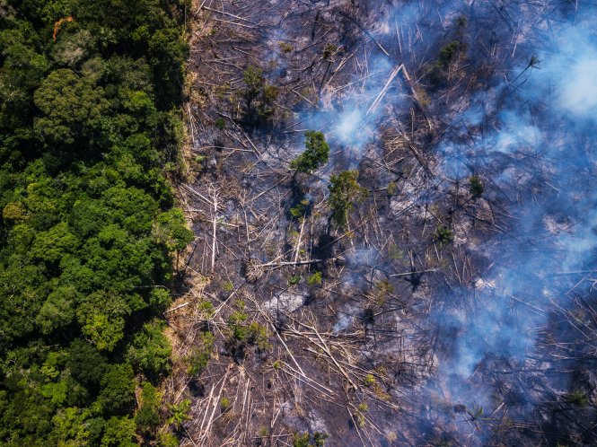 Năm nào rừng Amazon cũng cháy, nhưng năm nay tình hình đặc biệt nghiêm trọng. Ảnh: Getty Images