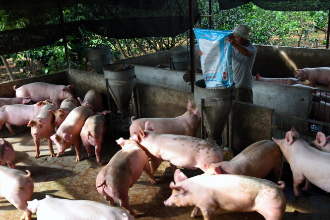 Một hộ chăn nuôi nhỏ lẻ hiếm hoi tại huyện Thống Nhất, Đồng Nai giữ được đàn heo sau đợt dịch tả heo châu Phi. Ảnh: A LỘC