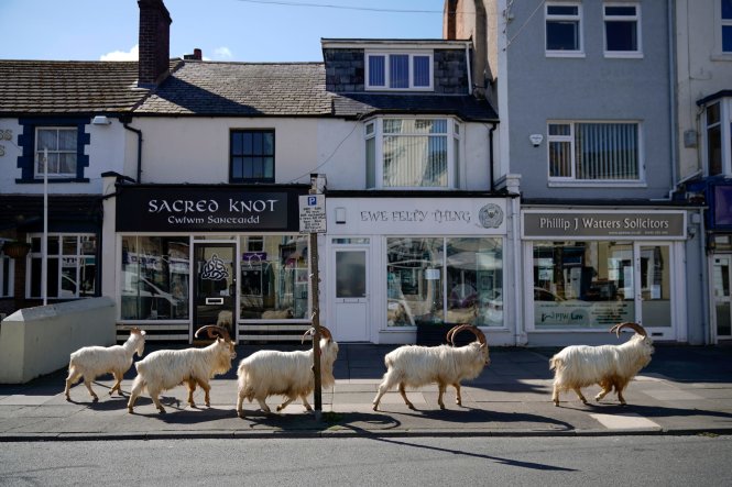 Bầy dê núi dạo phố ở Xứ Wales. Ảnh: Getty Images