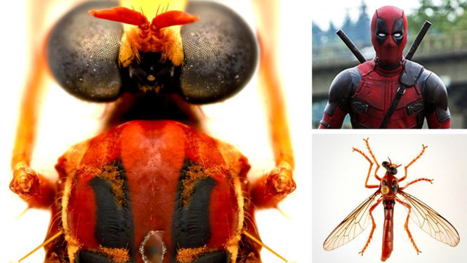 Ruồi Deadpool (hay Humorolethalis sergius), ám chỉ sự hài hước.