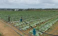 Sẽ có các vườn nông sản kiểu Nhật Bản tại vùng ven Đà Nẵng