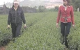 Lâm Đồng: trồng chè Ô Long