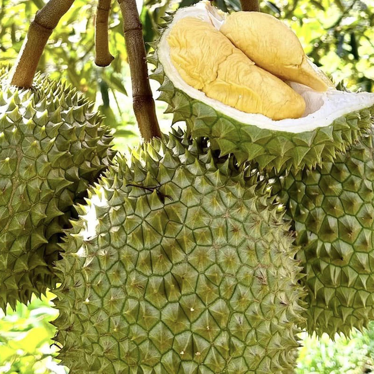 Dự kiến rút ngắn thời gian cấp mã số vùng trồng nông sản, không nới lỏng quản lý