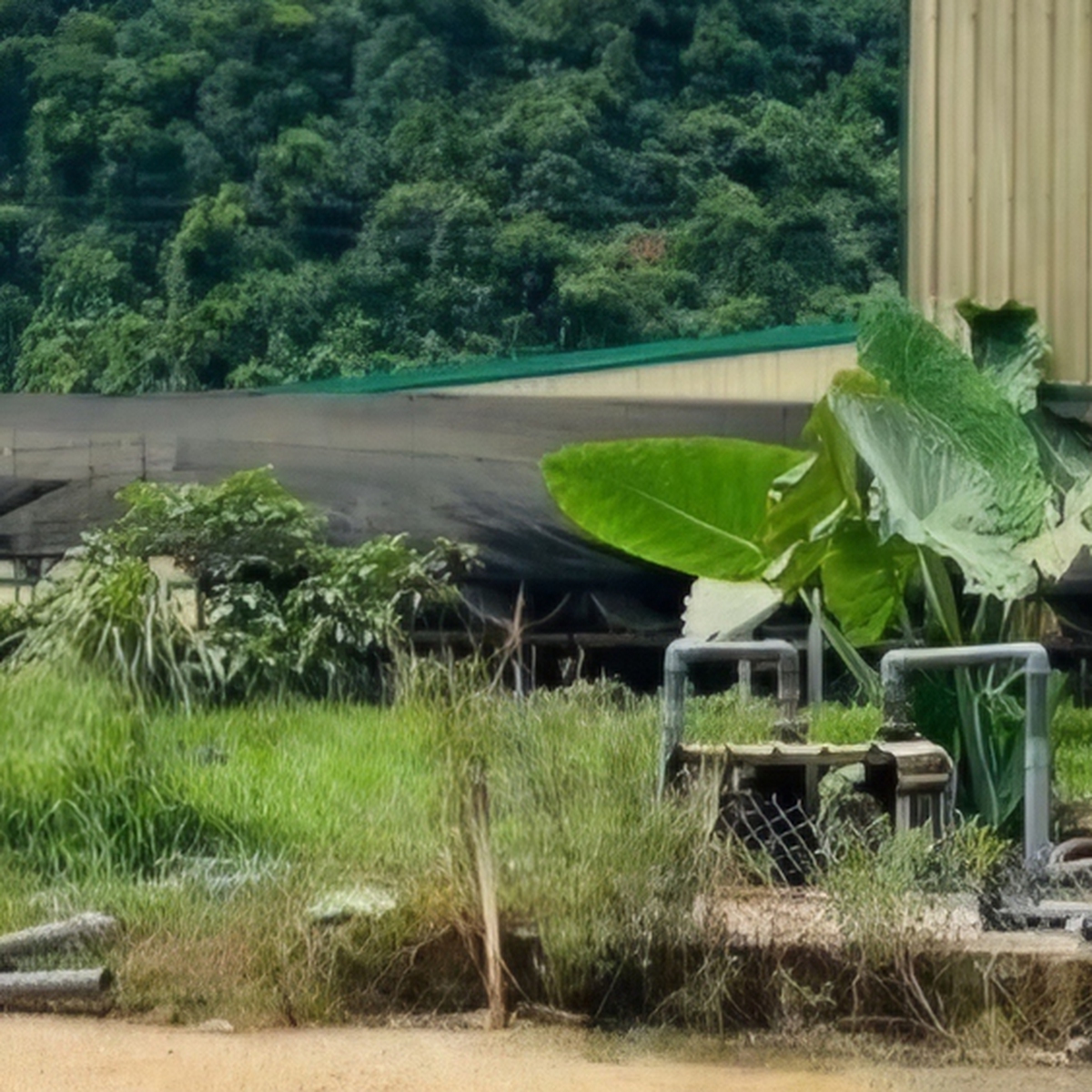 Vụ tai nạn lao động nghiêm trọng tại trang trại DABACO thanh hóa làm 5 người chết