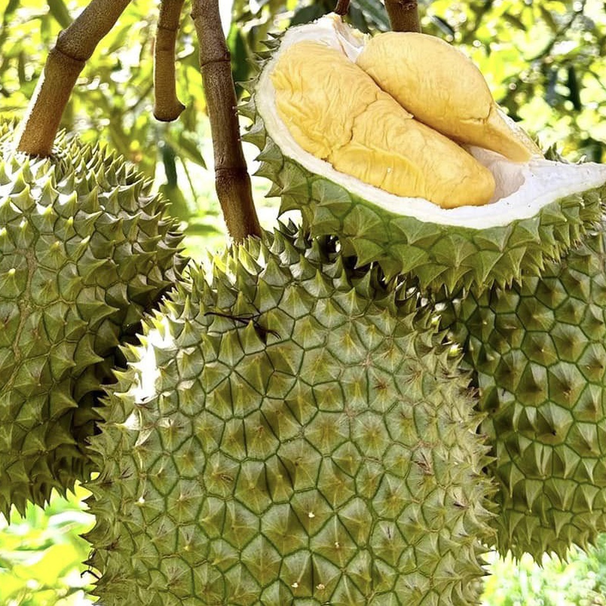 Những ‘góc khuất’ của ngành xuất khẩu sầu riêng