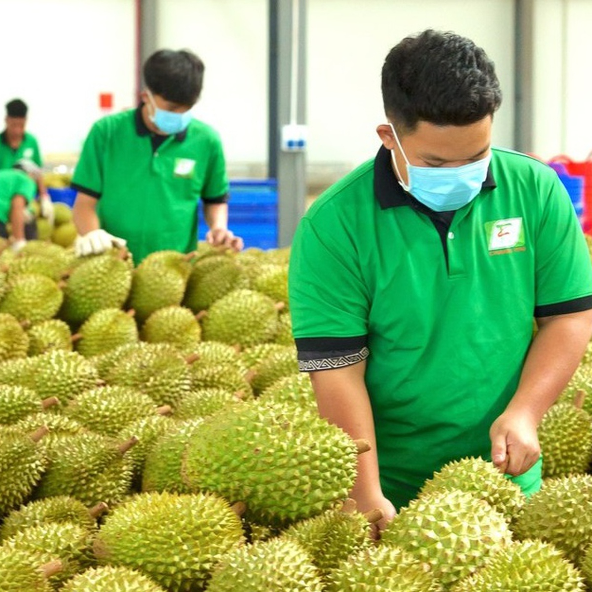 Những thay đổi trong quy trình, thủ tục cấp mã số vùng trồng nông sản, sầu riêng
