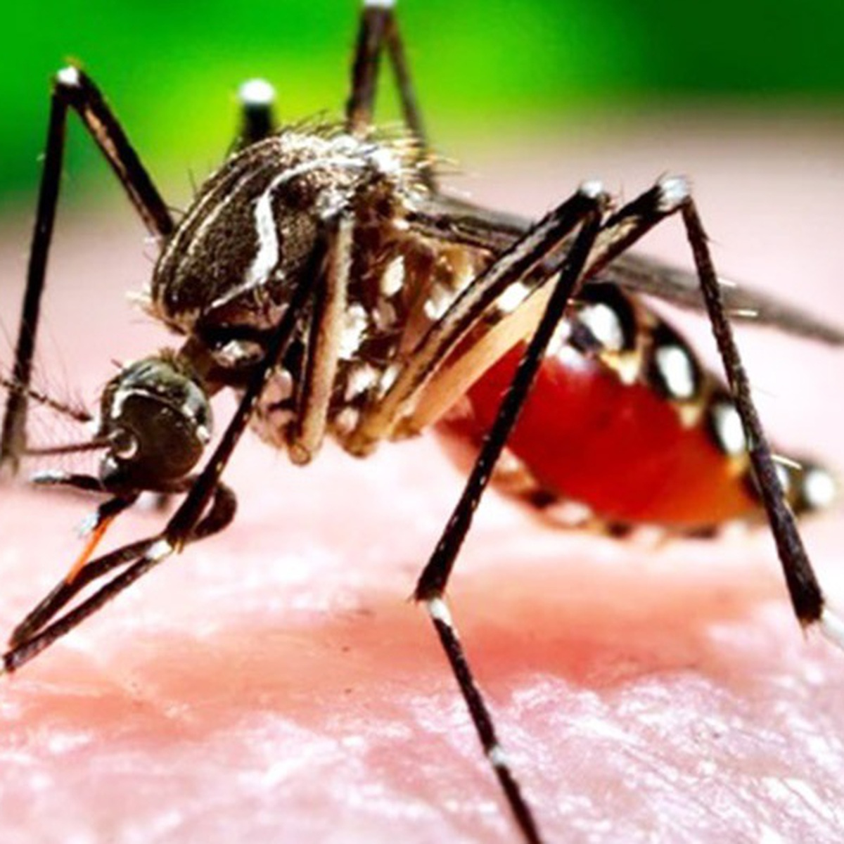 Đắk Lắk có trường hợp đầu tiên tử vong do sốt xuất huyết Dengue trong năm nay
