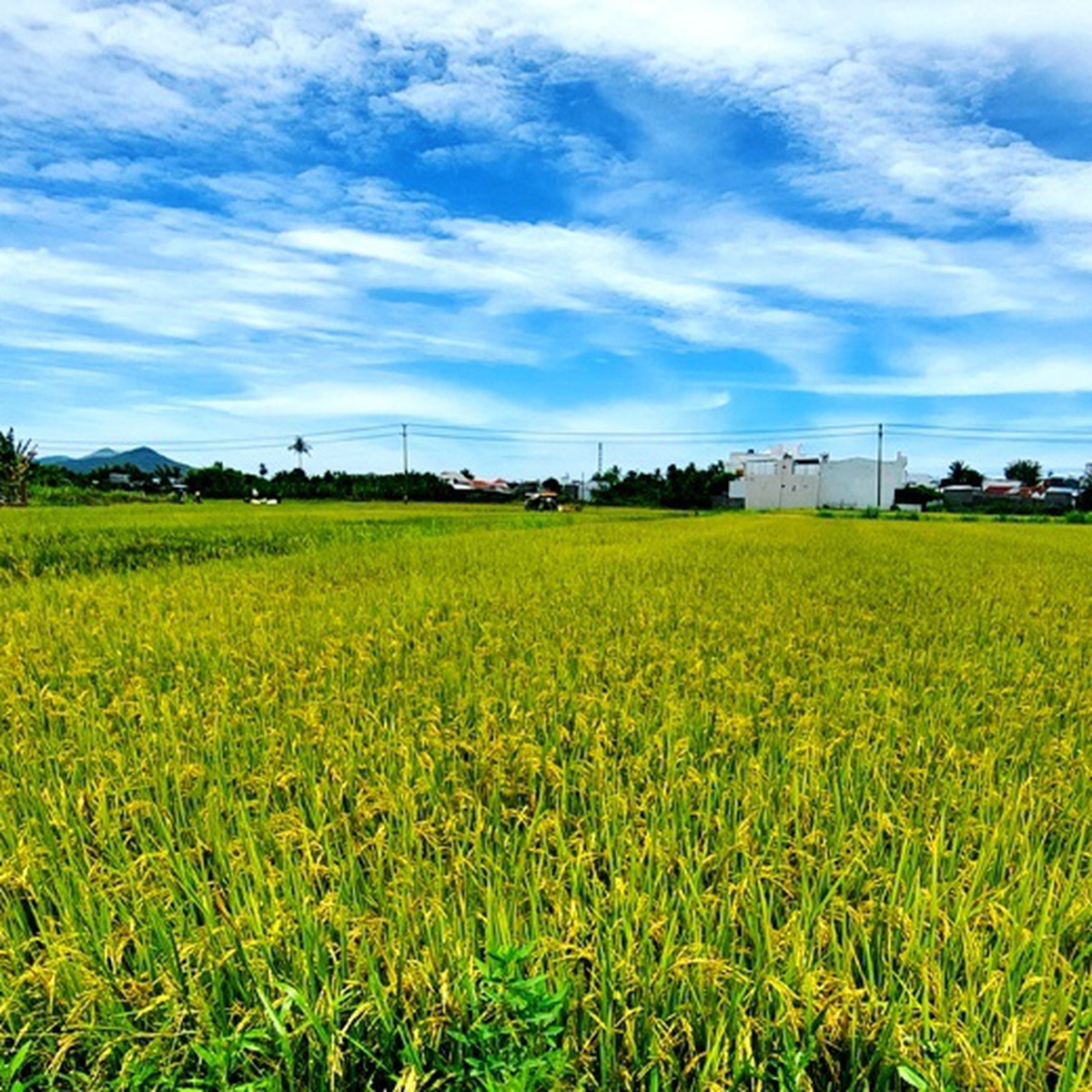 Kiểm tra gấp tất cả trường hợp thu thuế bổ sung theo văn bản trái luật của tỉnh Khánh Hòa