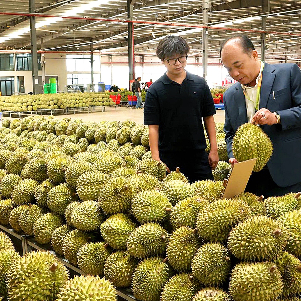 EU sắp siết dư lượng nhiều thuốc bảo vệ thực vật, nông dân, doanh nghiệp xuất khẩu nông sản cần lưu ý gì?