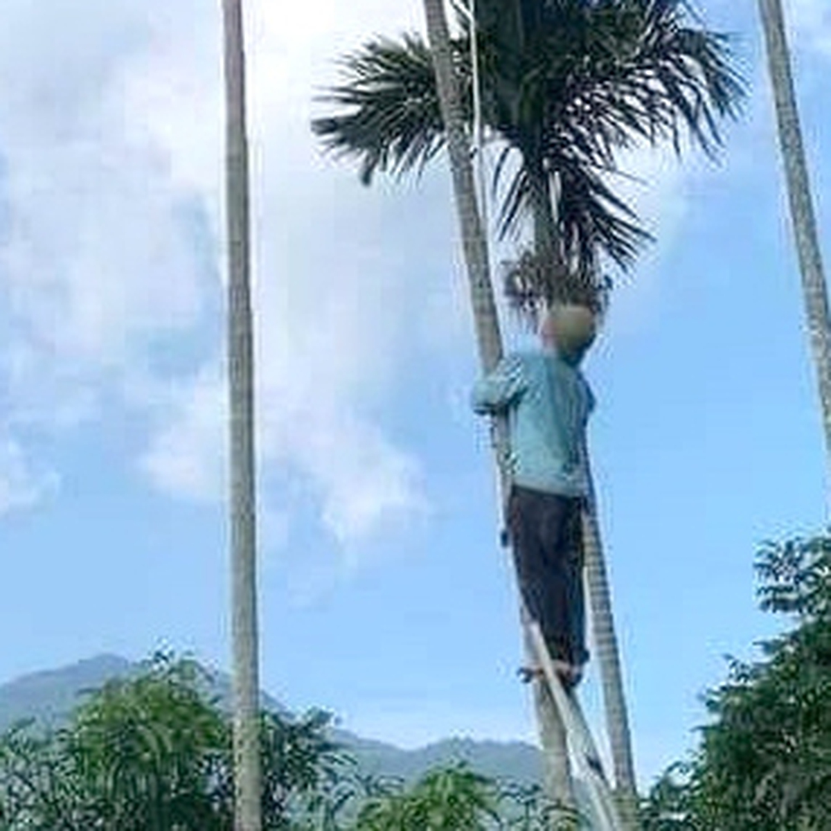 Cảnh báo 'nóng' sau vụ dùng sào kim loại hái cau bị điện giật chết