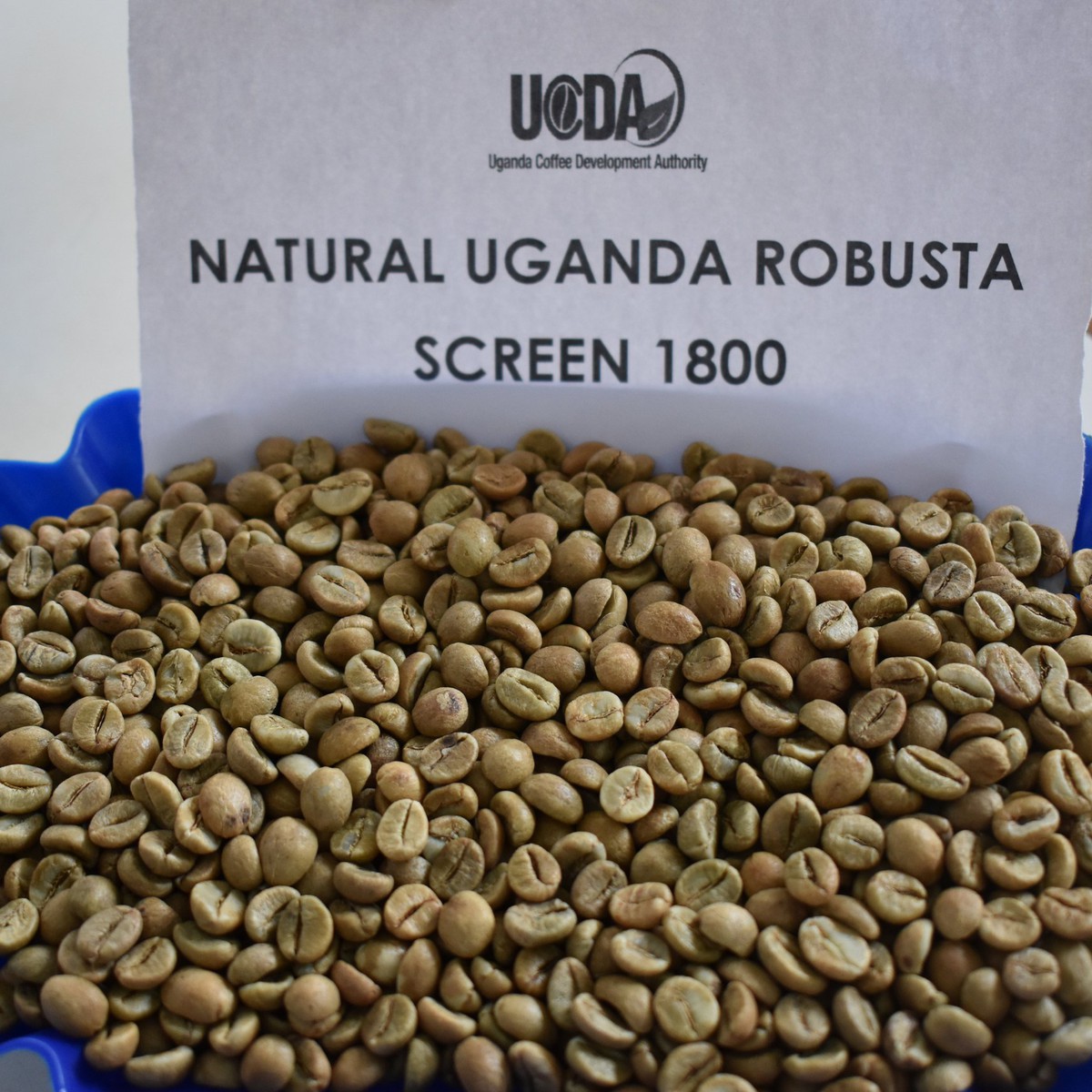Bài học cà phê cao cấp từ 'quê hương Robusta'