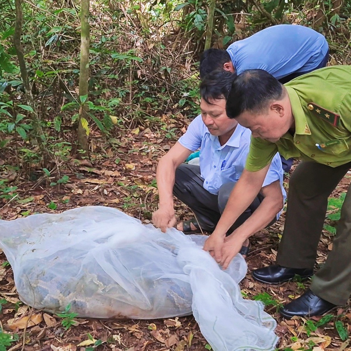 Thả trăn đất quý hiếm 70kg về Khu bảo tồn thiên nhiên - văn hóa Đồng Nai