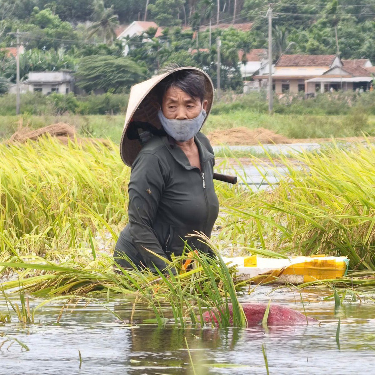 Cận cảnh lúa chín nảy mầm trong nước lũ, người dân cùng nhau vớt vát chút thành quả