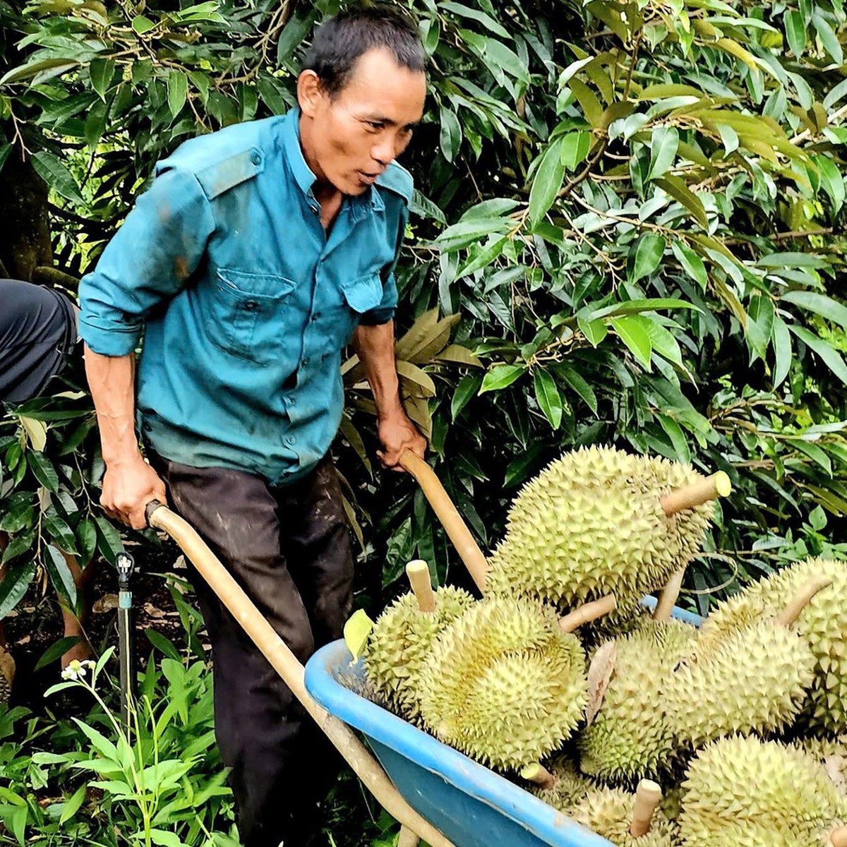 Giá sầu riêng bất ngờ tăng giúp nhiều nông dân Tây Nguyên thu tiền tỉ