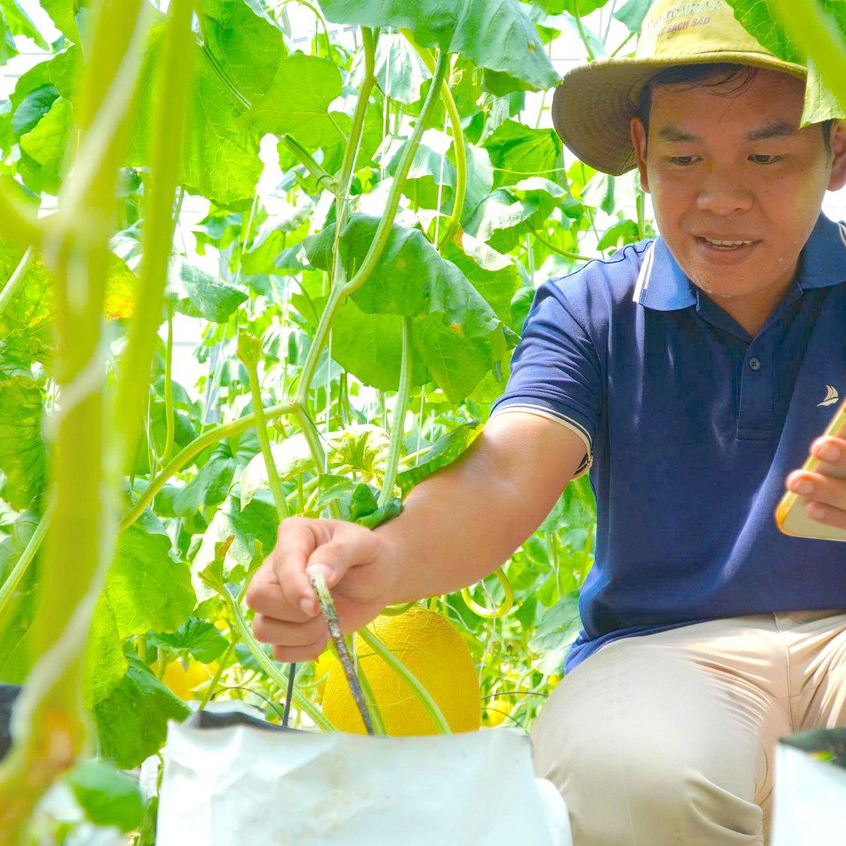 Thanh niên 9X trồng dưa lưới công nghệ cao ở Đồng Tháp, được bao tiêu toàn bộ sản phẩm