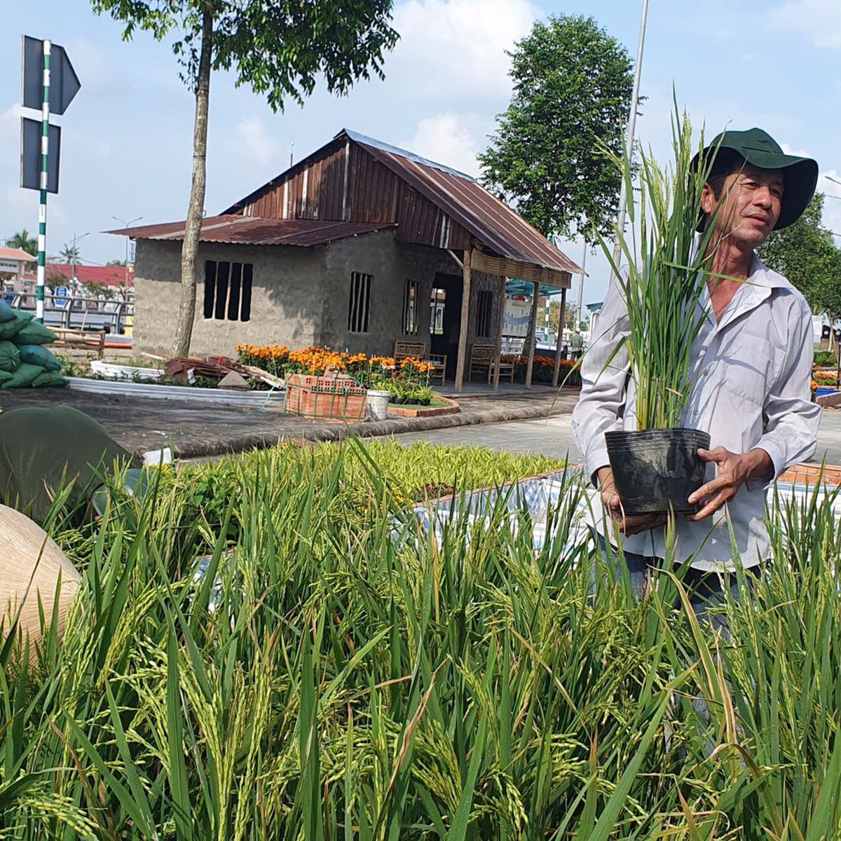 Cần Thơ trồng 25.000 chậu lúa làm 'con đường lúa gạo'