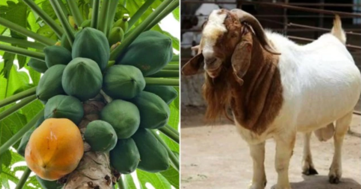tuoitre.vn