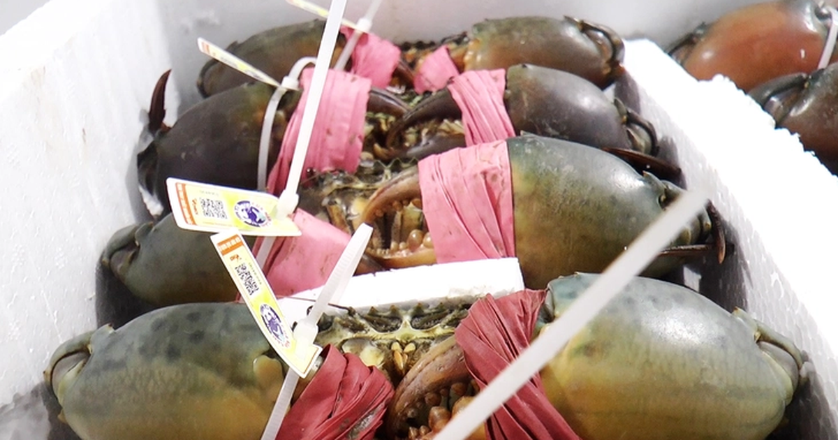 Cooperatives in Vietnam’s Ca Mau sign agreements to export crabs to mainland China, Taiwan, Singapore