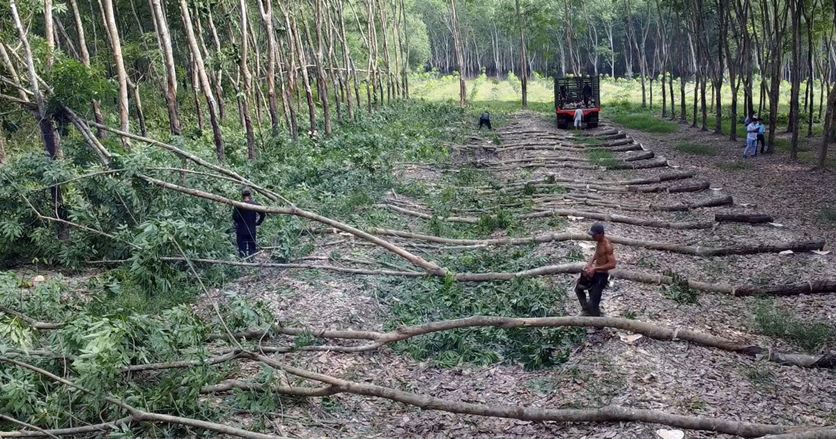 tuoitre.vn