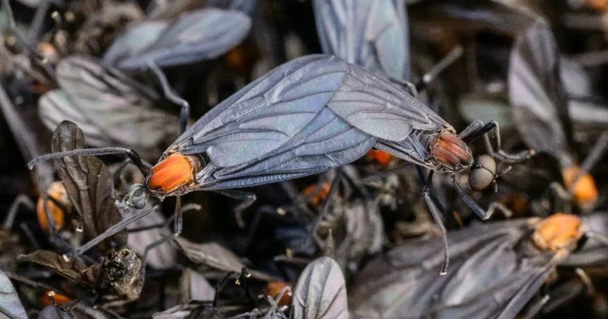 Rotten Insect Rotten insects, viral videos and climate change: S.Korea battles ...