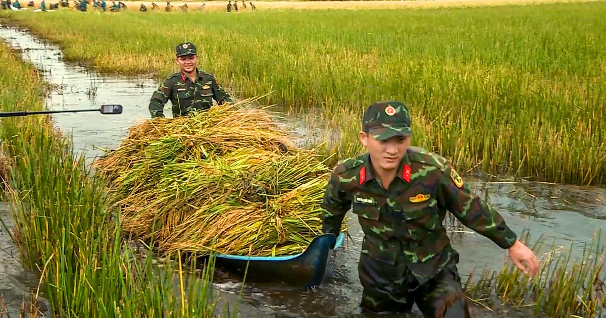 Bộ đội Cà Mau xuống đồng giúp dân cứu lúa bị ngập