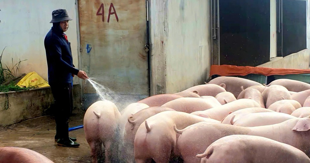 'Đau tim' với nuôi heo, gà: Người chăn nuôi trong thế khó