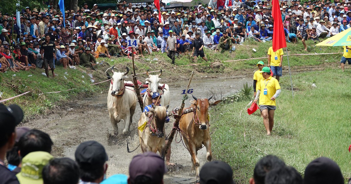 Sôi nổi đua bò vùng Bảy núi An Giang