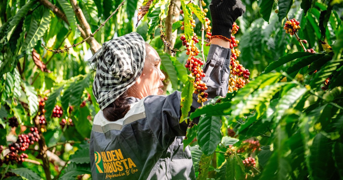 Để xây dựng thương hiệu Robusta Việt, cần tấm hộ chiếu nguồn gốc