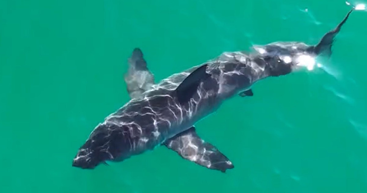 United States: Fishermen rescue swimmer from shark encounter