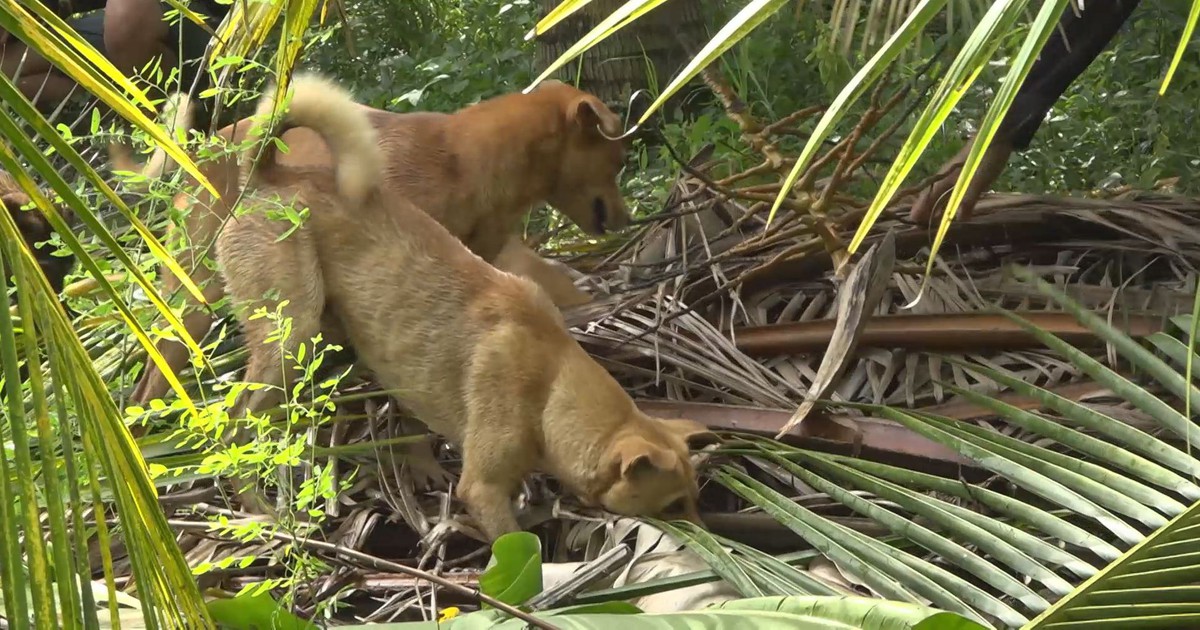 Vietnam: Mekong Delta farmers reduce crop damage with community rat control