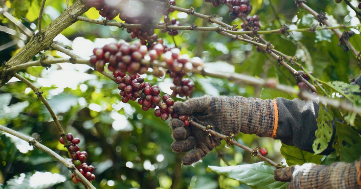 Để Robusta Việt thoát vai nguyên liệu, xây dựng thương hiệu riêng