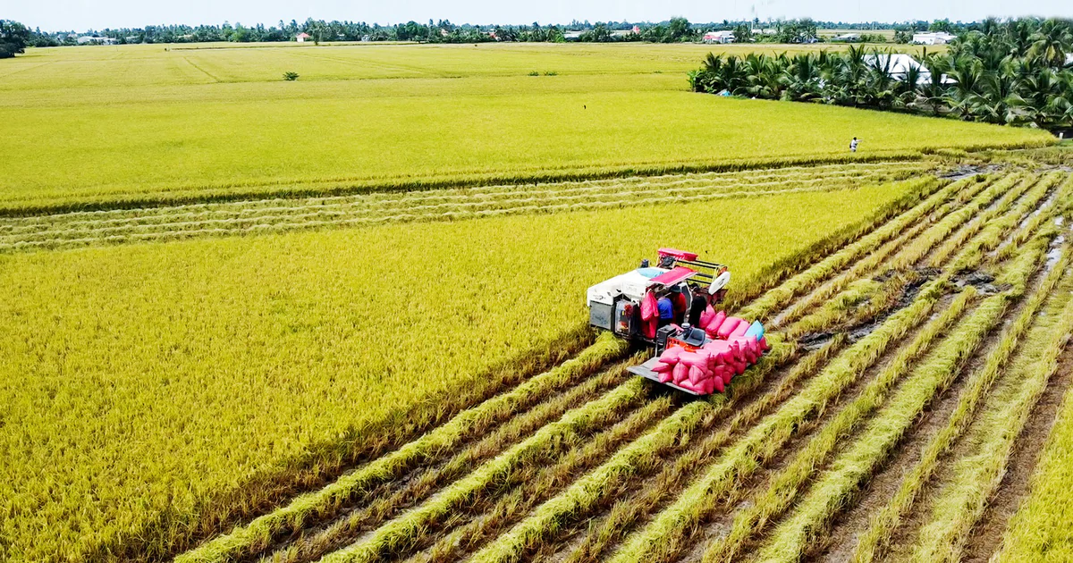 Đề xuất Chính phủ mở rộng trồng lúa chất lượng cao, phát thải thấp ra toàn vùng ĐBSCL