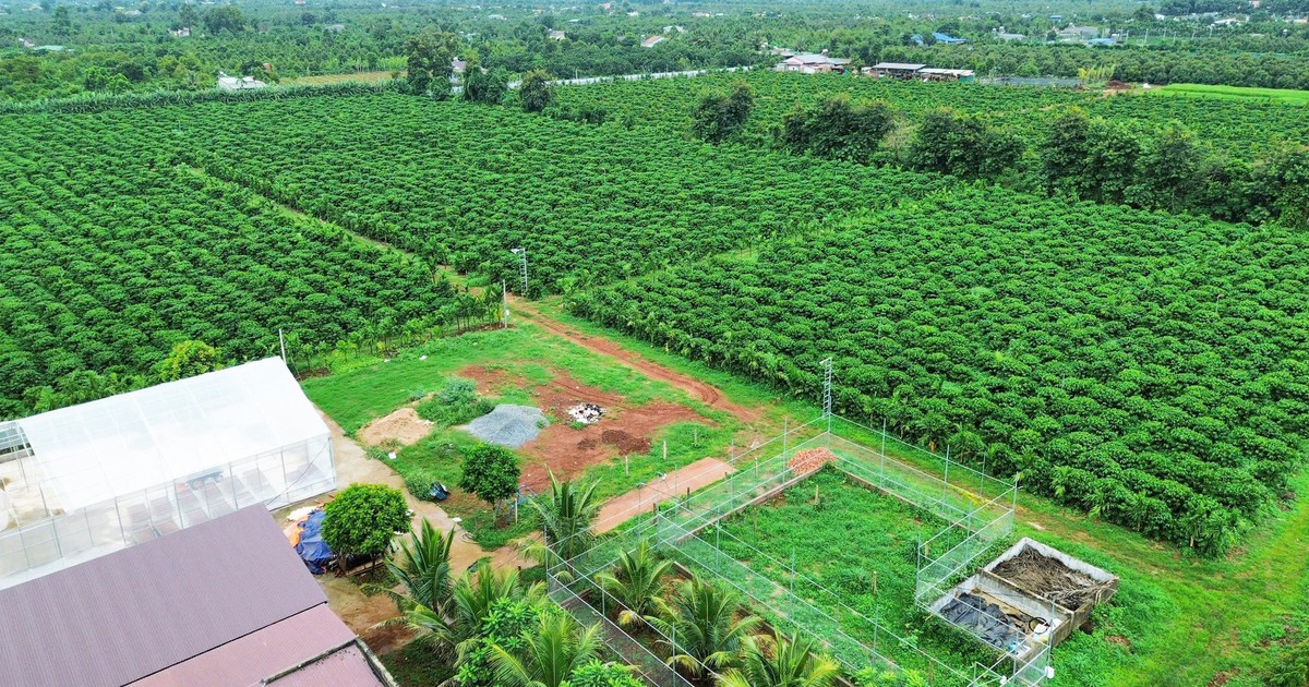 Những hạt Robusta 'không tên'