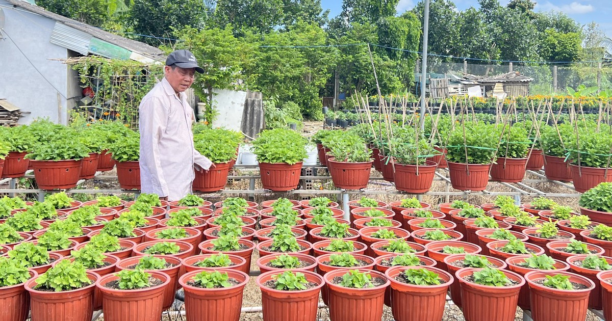 Giá cả đầu ngày: Nhà vườn miền Tây vào vụ hoa Tết, vẹm xanh New Zealand, ốc hương Myanmar... vào mâm cơm Việt