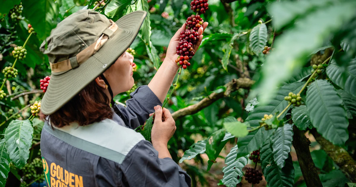 Ngành cà phê Việt tính chi 2 triệu USD cho chương trình quảng bá thương hiệu Robusta