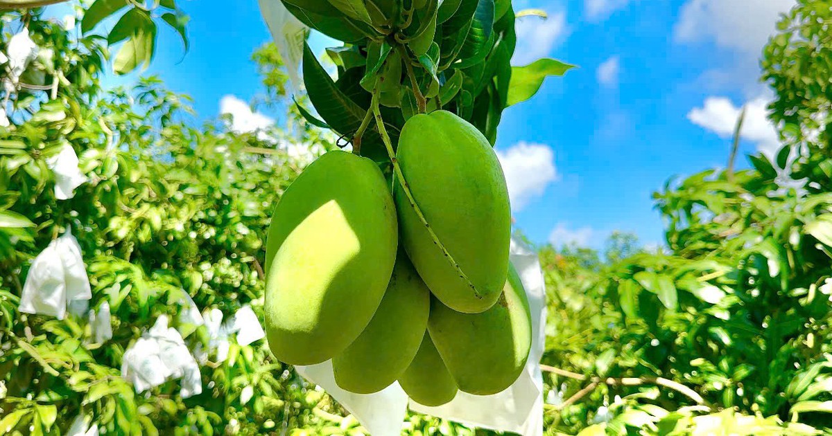 Giá xoài miền Tây ổn định, nhiều nhà vườn thu hoạch rộ để cung ứng xoài xuất khẩu
