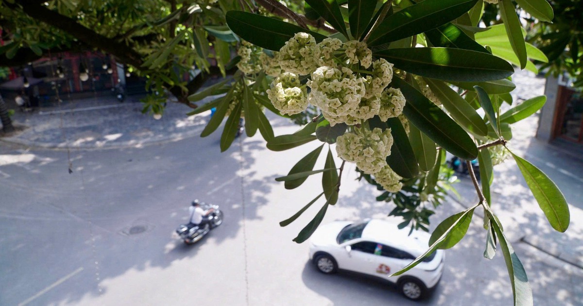 Hà Nội muốn mỗi phố một loài cây, chuyên gia khuyên trồng đan xen