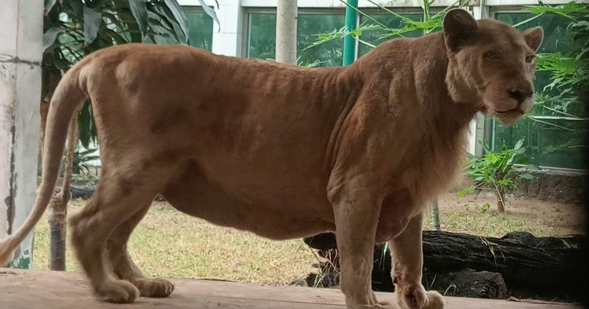 Mimi - Sư tử cuối cùng ở Thảo cầm viên chết sau 16 năm gắn bó