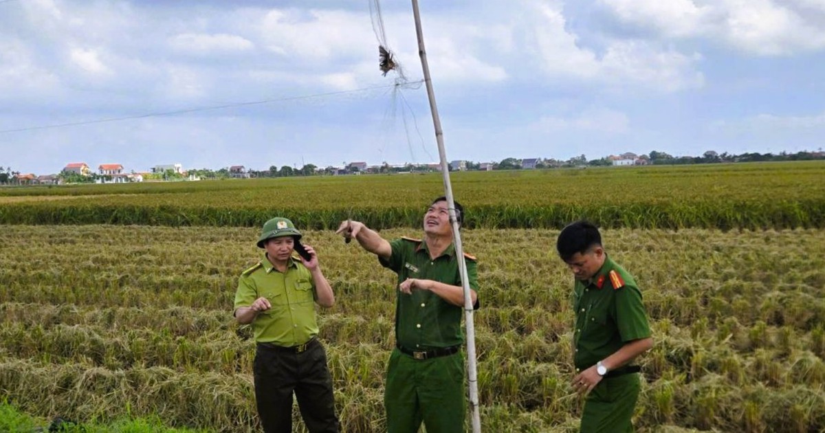 Ninh Bình xử lý hàng chục vụ bẫy bắt, nuôi nhốt chim hoang dã, khởi tố 1 bị can